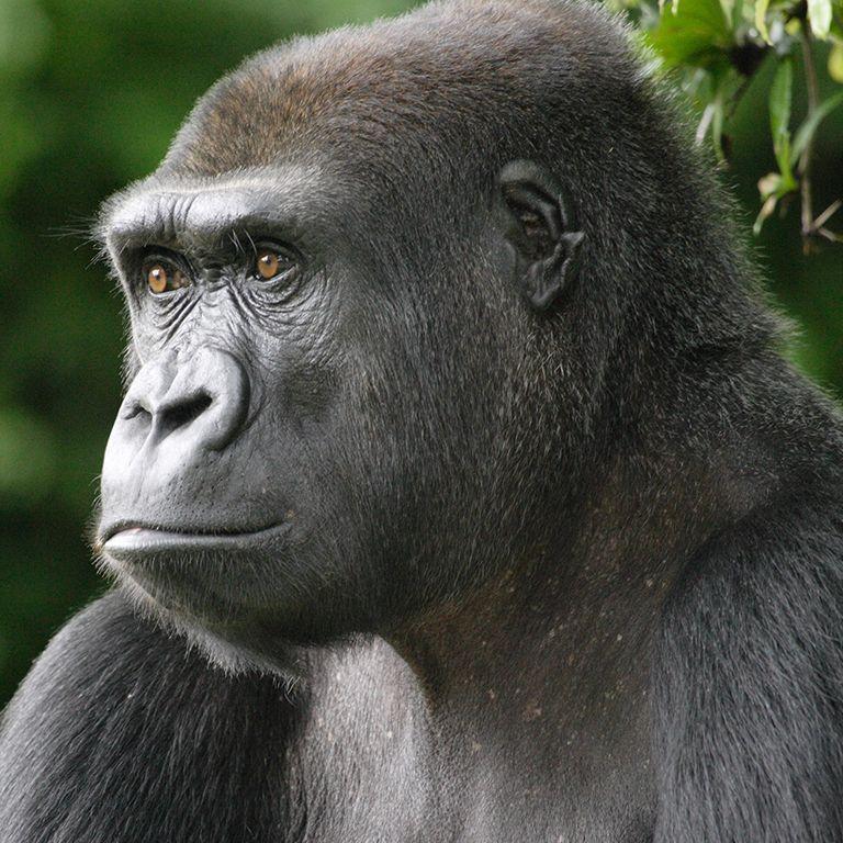 Gorilla_BBC avatar