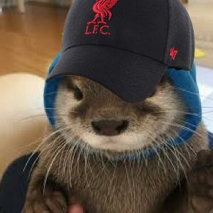 team_koalameister