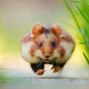 Rennhamster avatar