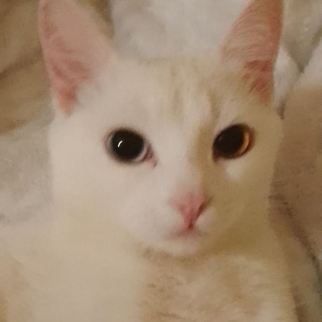 magmarun