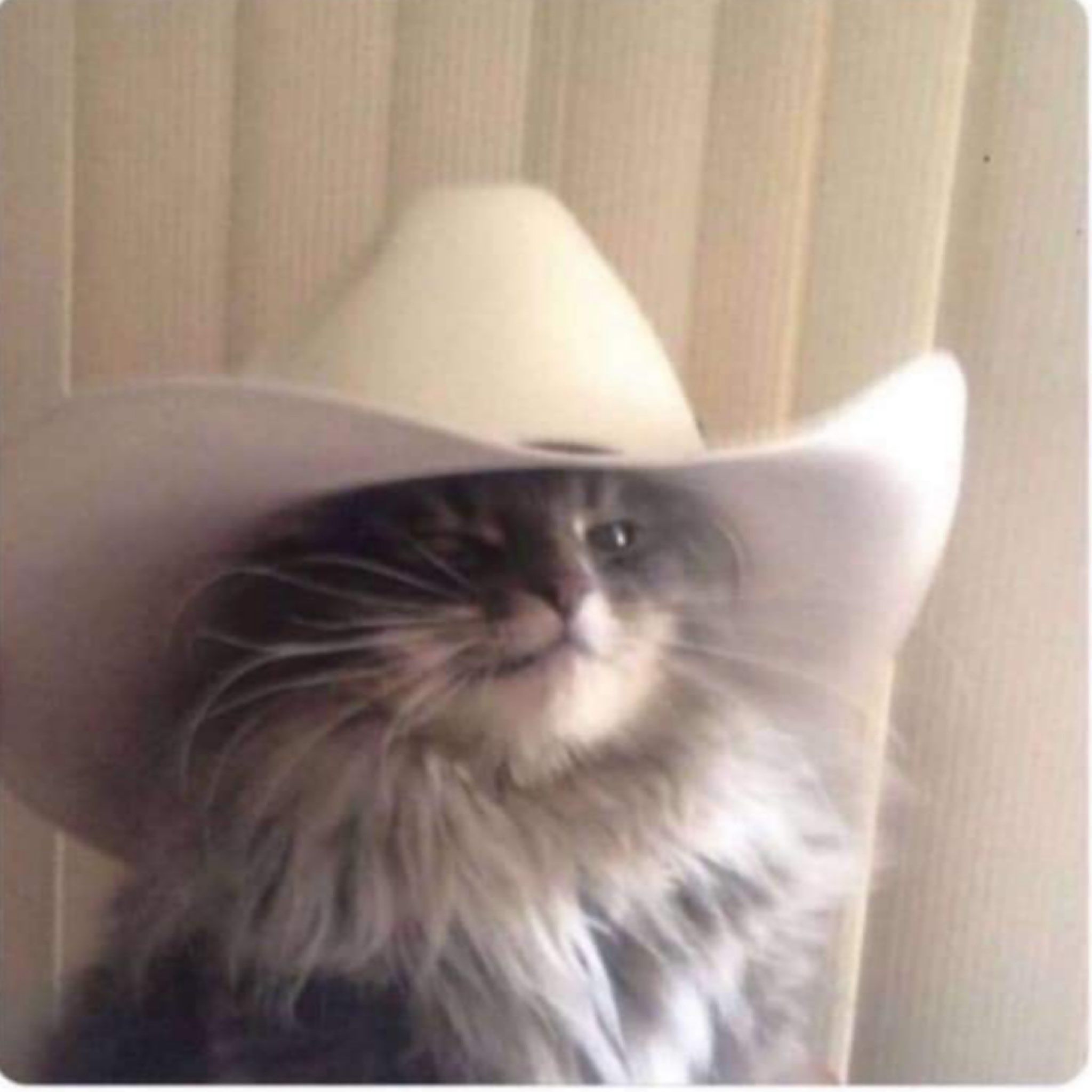 Dracksoot