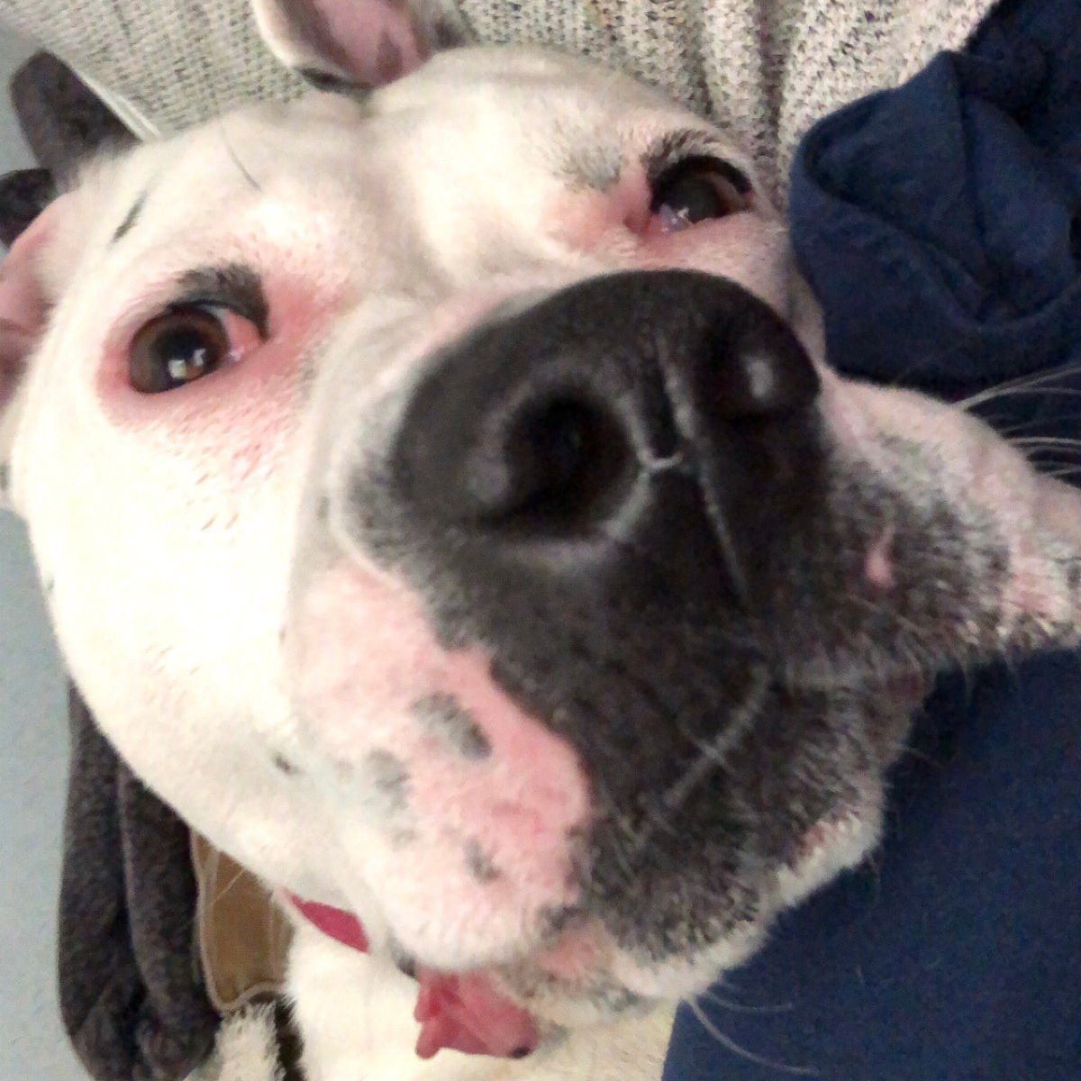 b0obie