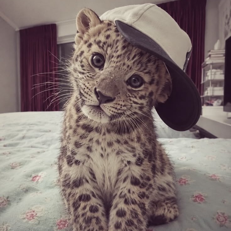 kaarriisha