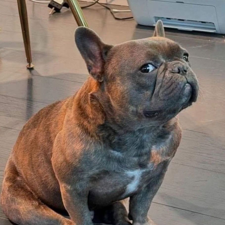 Bobbito