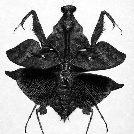 NoirMoir avatar