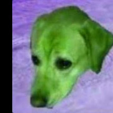 flipdog