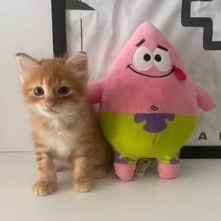 team_xyecocuk