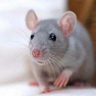 mouse_a avatar