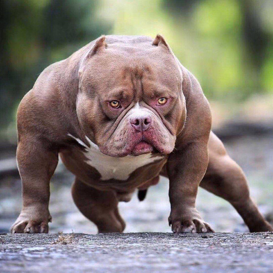 Big Dogs