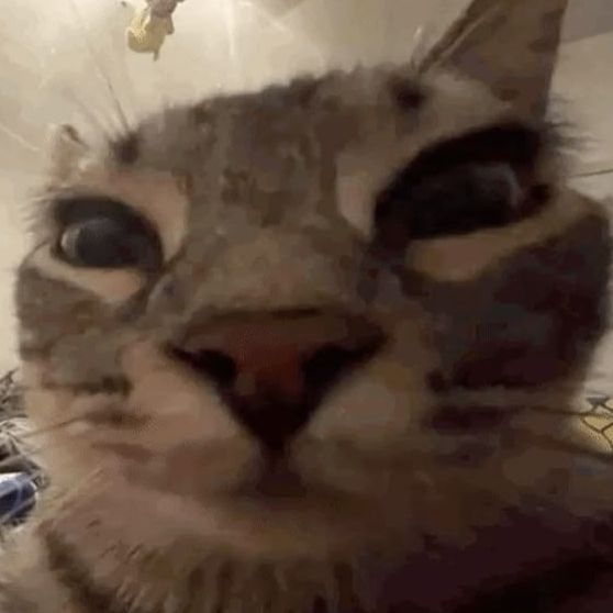 PeekcIdo