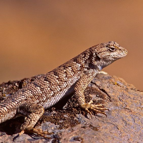 LIZARDS
