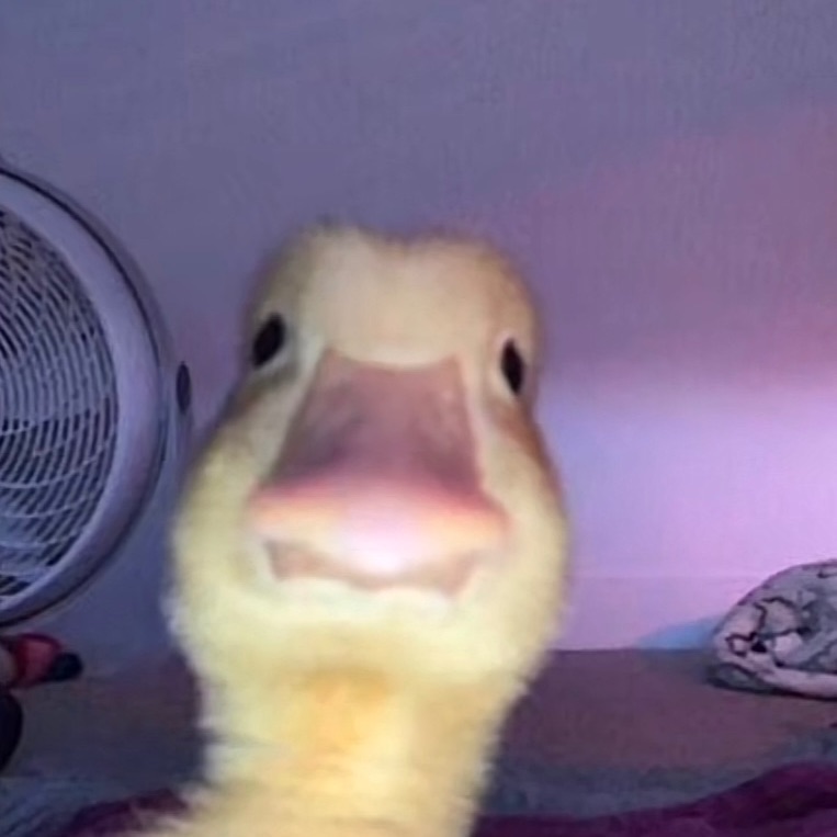 awafuy