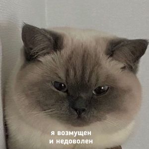 MuzchinaV16