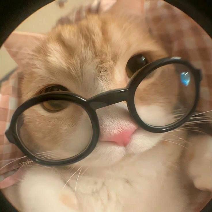 opiumcat avatar