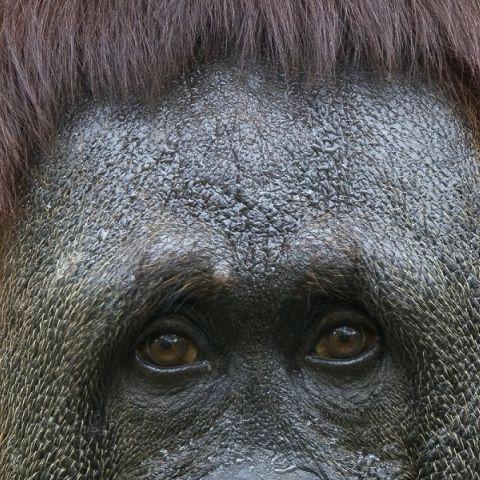 Orangotang2k avatar