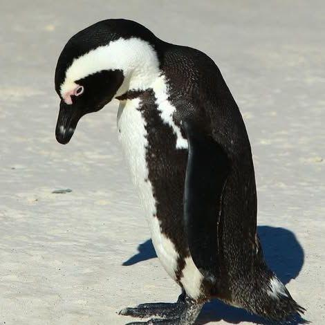 Sad_Penwing avatar