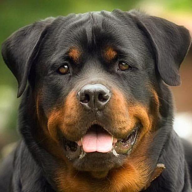 Krabick. Породы собак. Фото собак. Rottweiler.