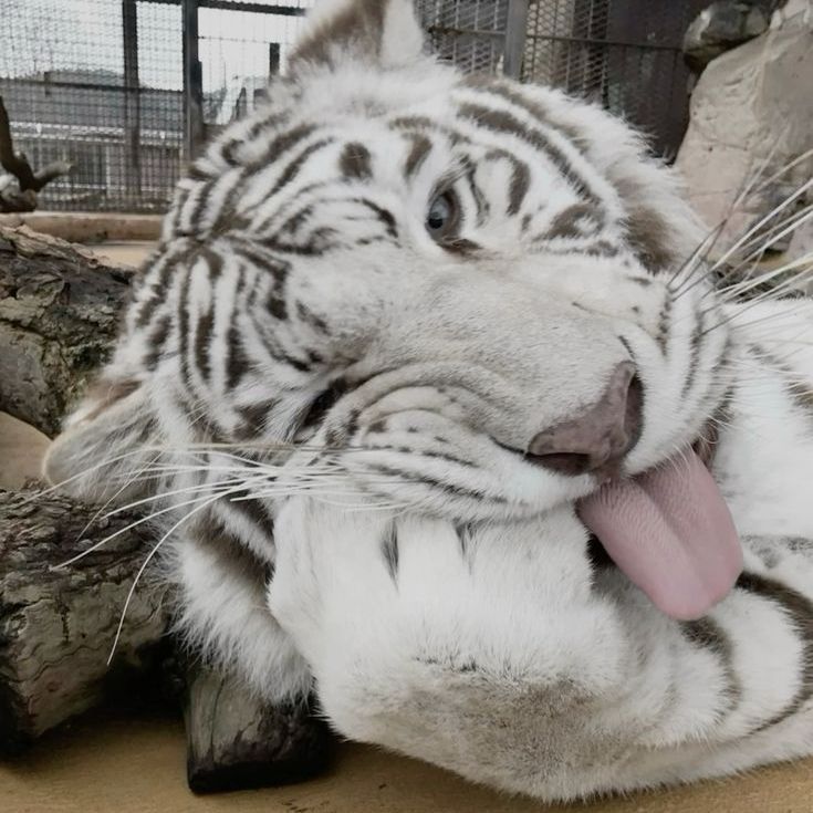 Timber_UwU