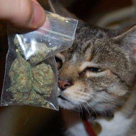 weedskas avatar