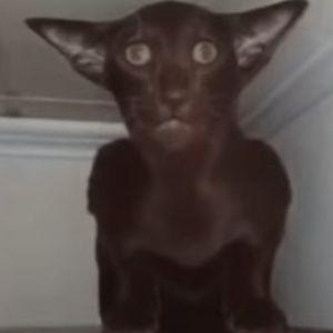 noexistent avatar