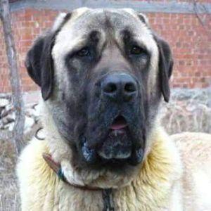 KANGAL-