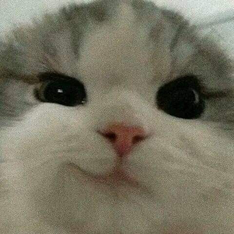 fadmdan