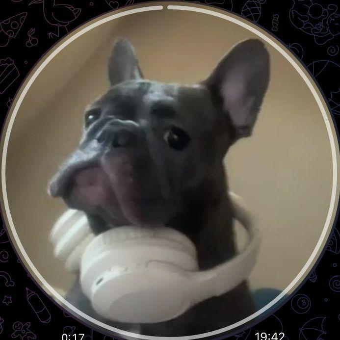KorolDjylien avatar