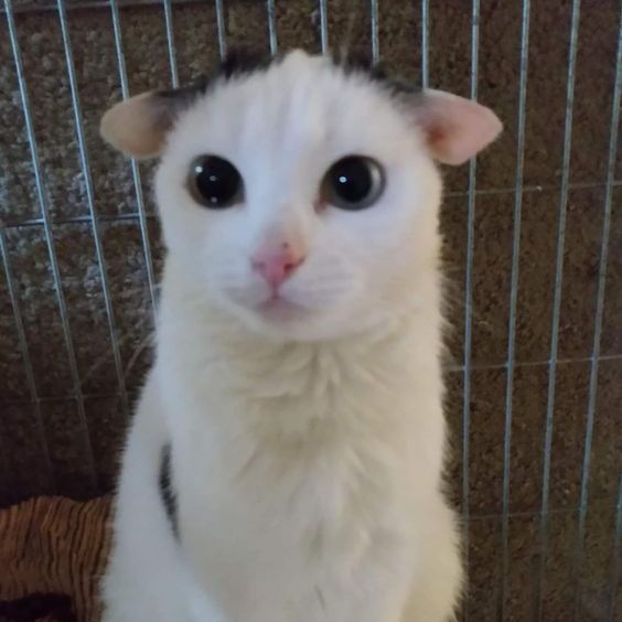 yokics avatar