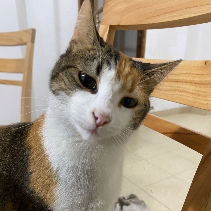 team_99shank