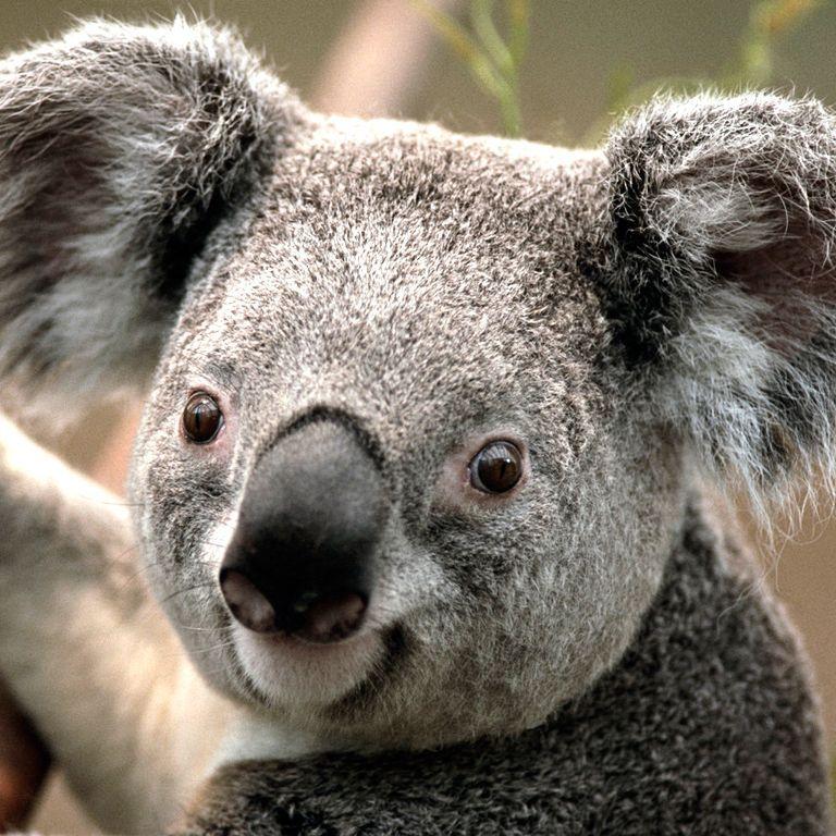 PandaKoala10
