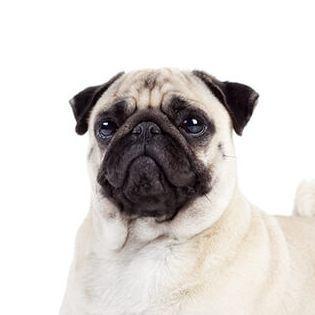 mops2012 avatar