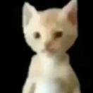 angelicry1 avatar