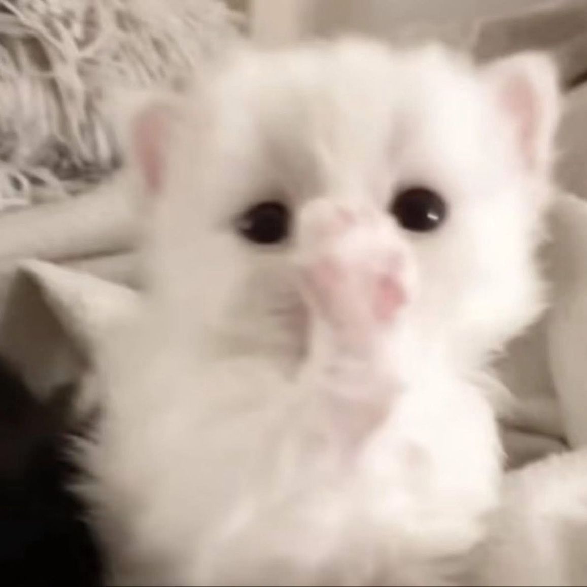 zaskatt333