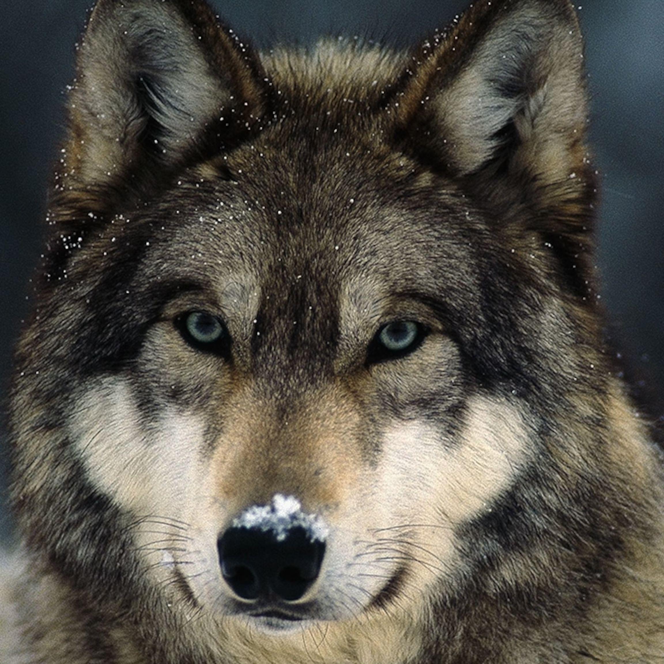 Она видела волка. Andrei Wolf Germany Official. Что-то среднее между волком и собакой. Фото на аву кружок а по середине волк.