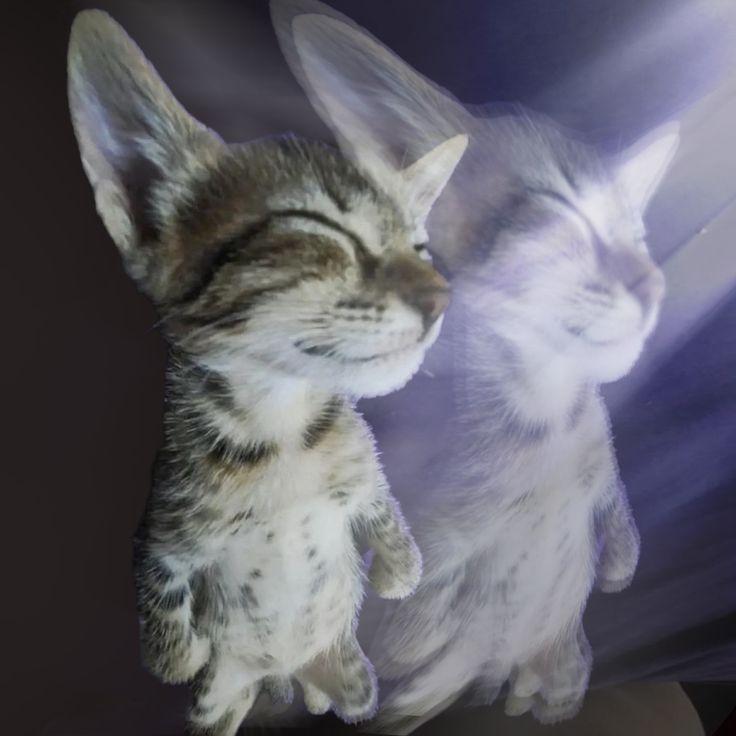 tabby avatar