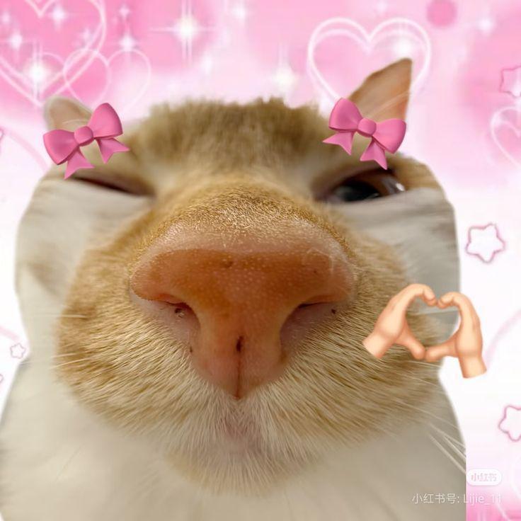 Kattalliaa avatar