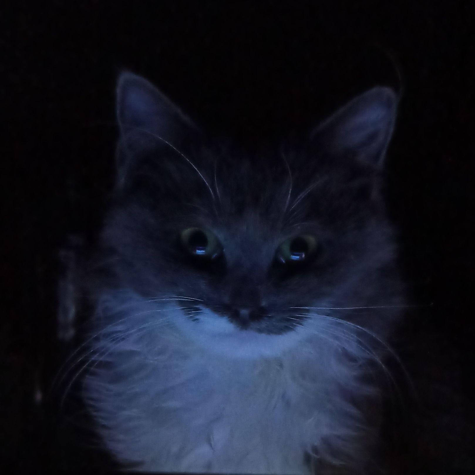 Nestr avatar