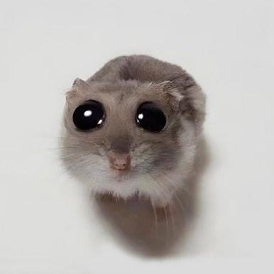 Akih1r00 avatar