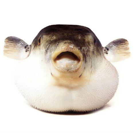 dkslodos avatar