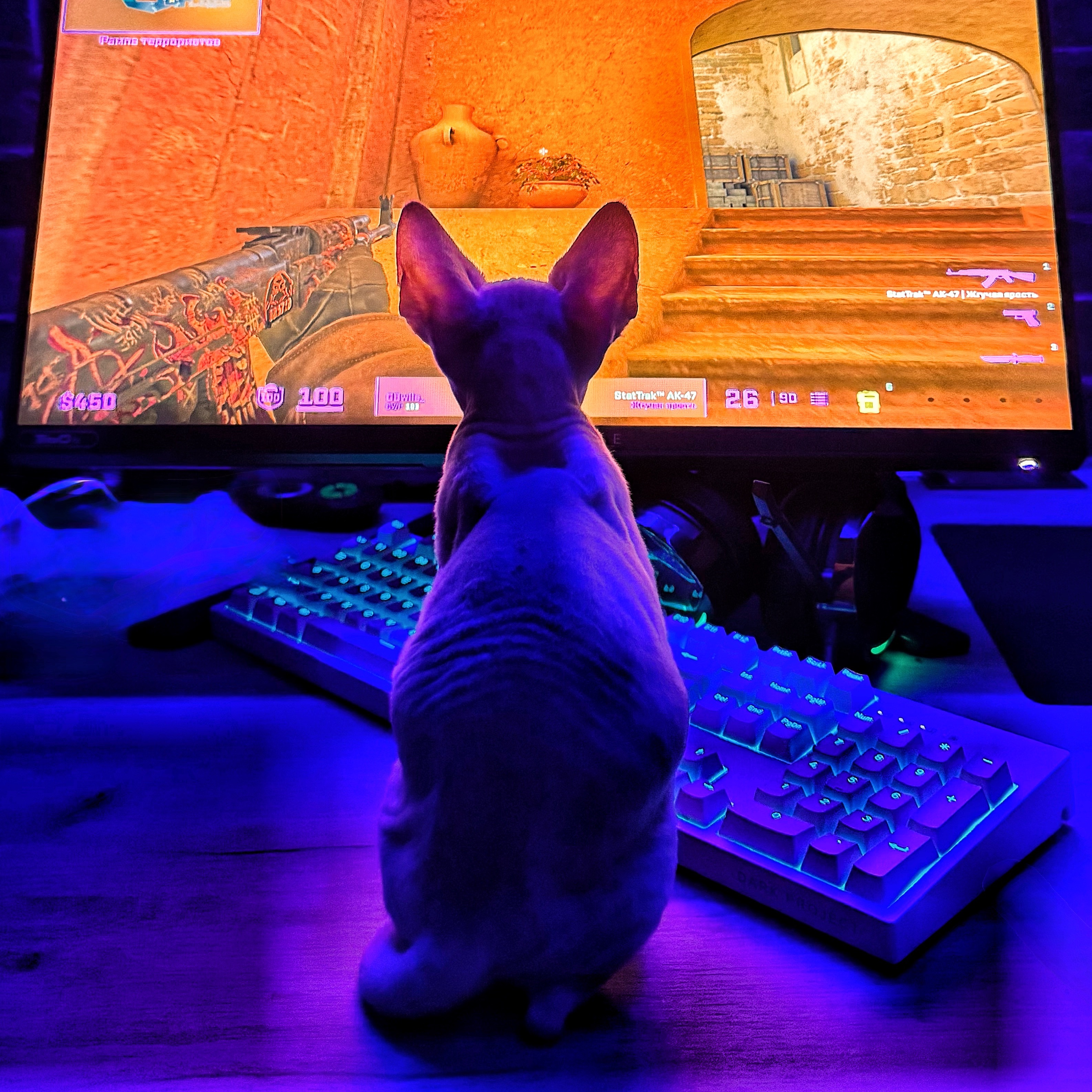 Markizzet