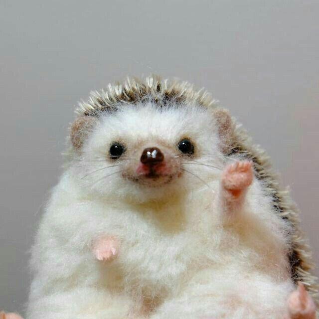 Hedgehog0_- avatar