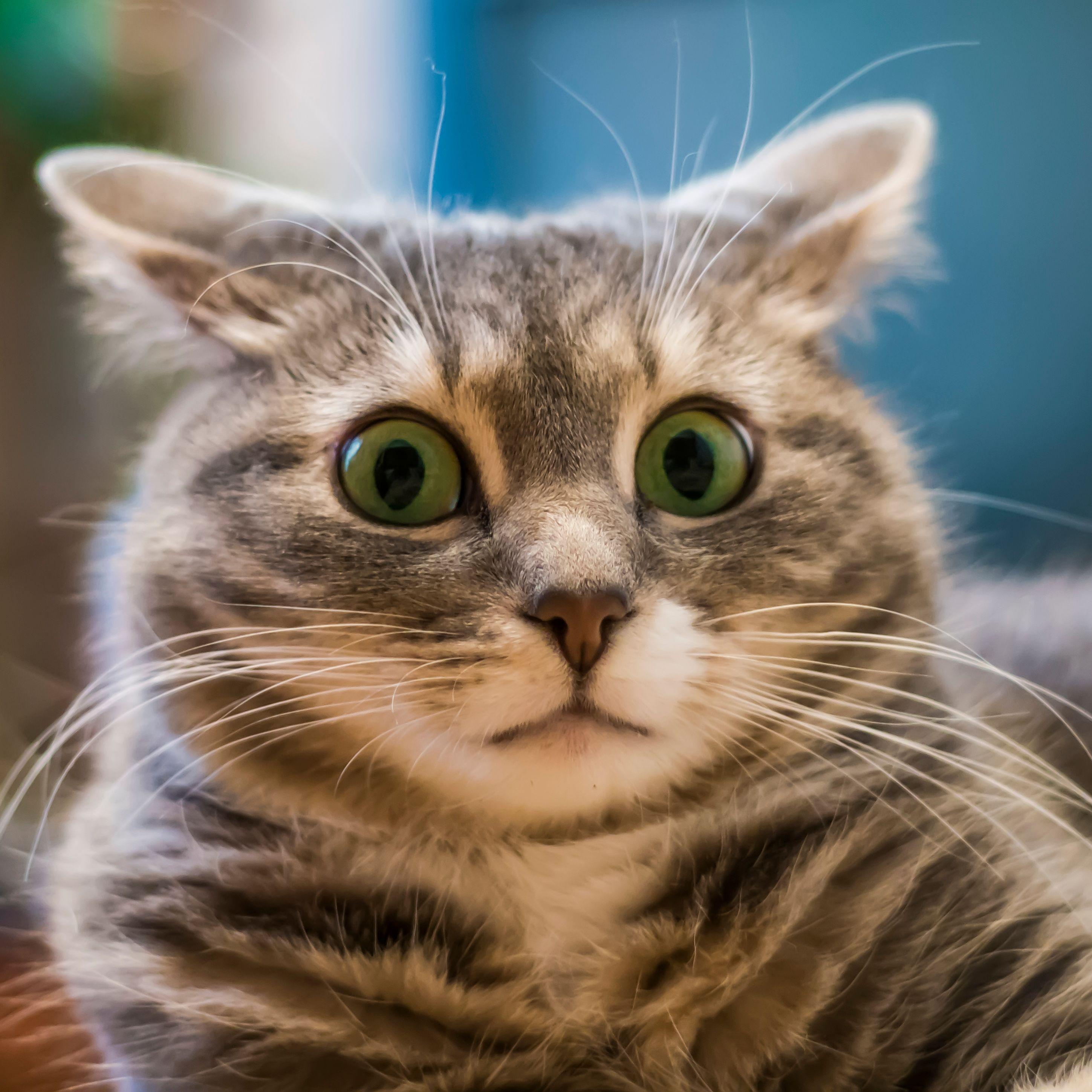 egozovut_cat