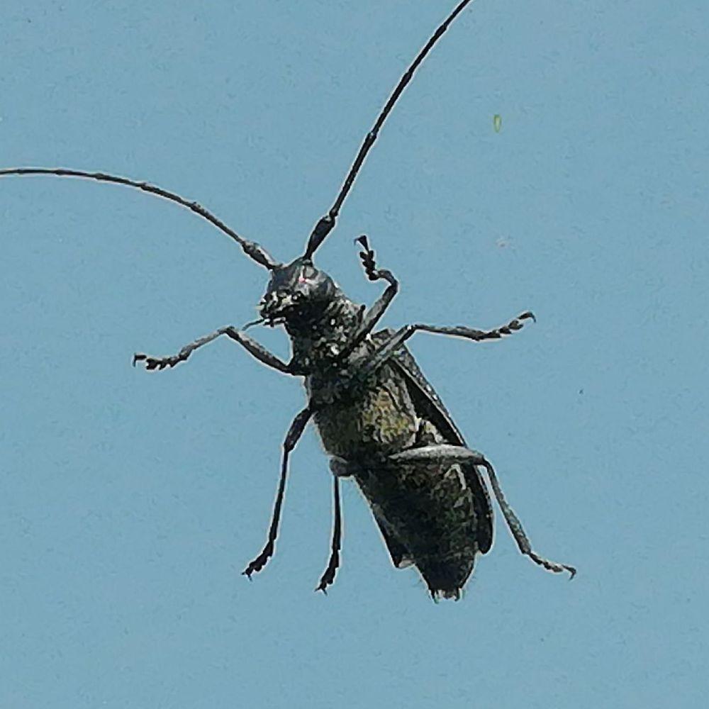 VOLOSOGRIZKA avatar