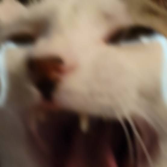 blepppo