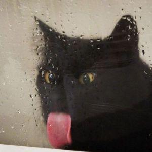 OldMeat4Days avatar