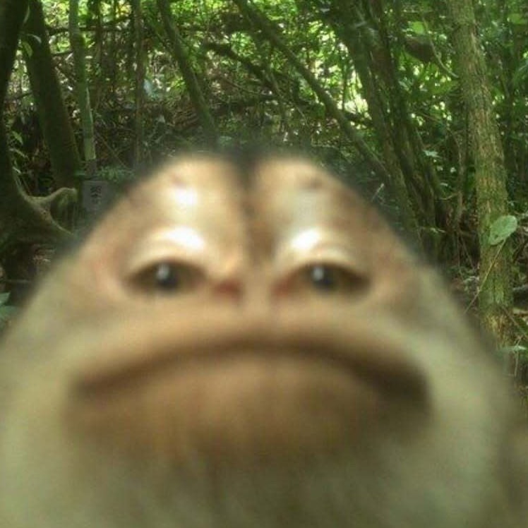 Ahuenokwrr avatar
