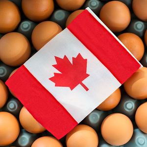 Egg United