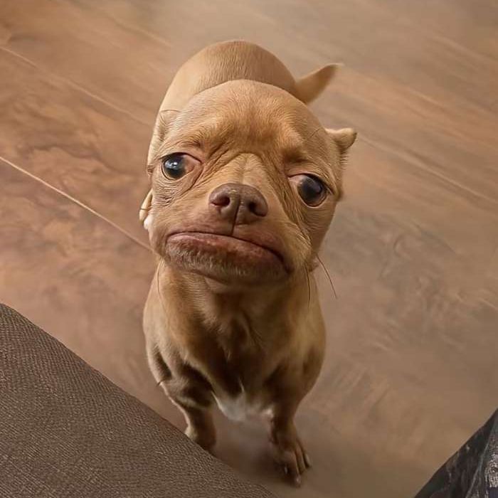 fisvvi