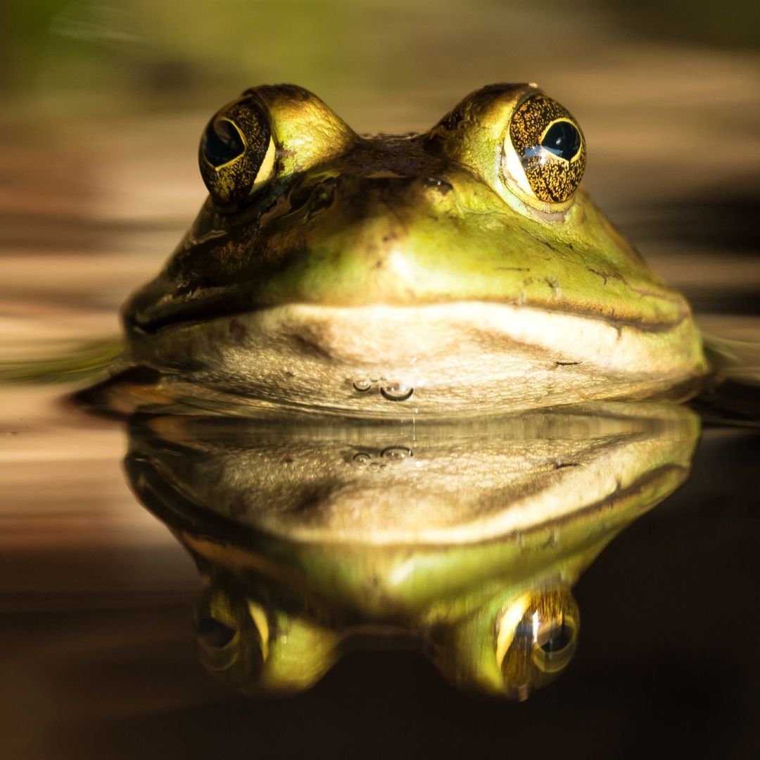 Thicc_Frog
