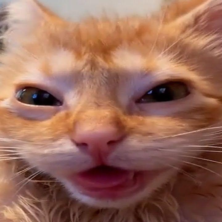 Angrib avatar